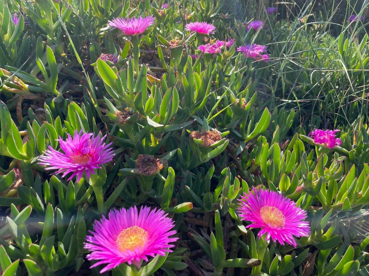 Appartamento In Villa Con Giardino Vicino Al Mare Bella Farnia المظهر الخارجي الصورة